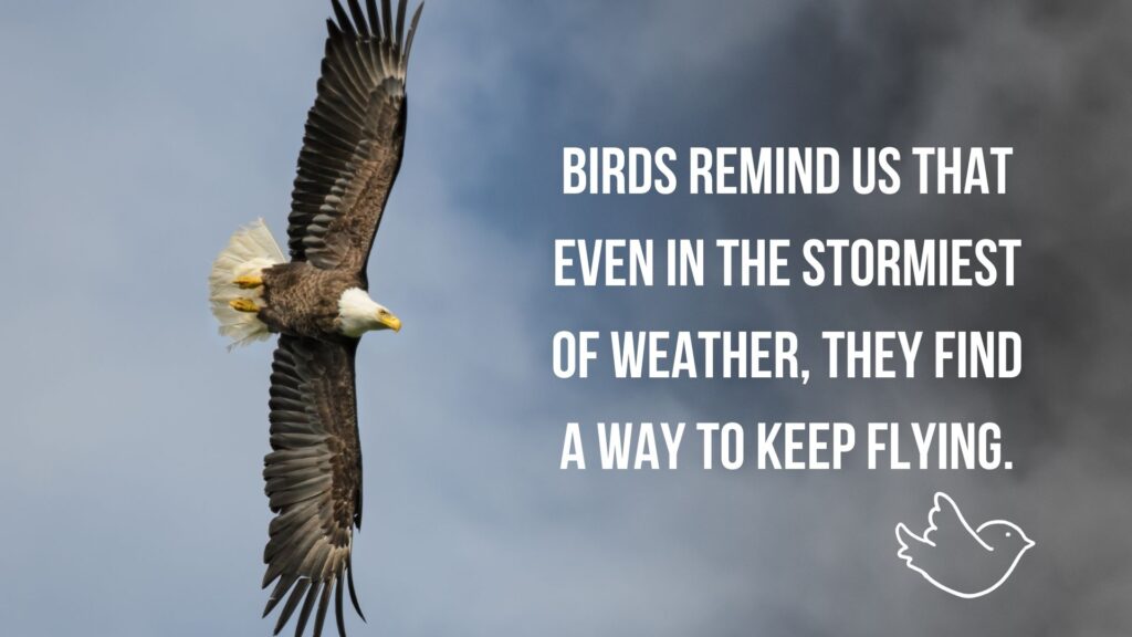 Motivational Quotes on Bird